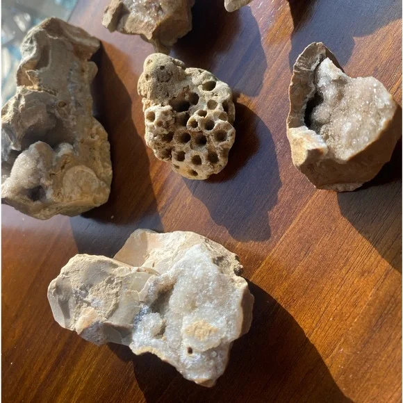 Assorted Fossils & Rocks 🪨🪸 - Picture 12 of 15